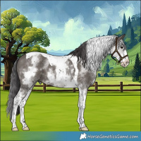 Horse Color:White Spotted Smoky Grullo Tobiano 