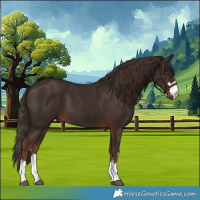Horse Color:Liver Chestnut