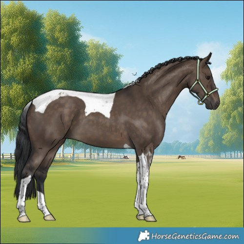 Horse Color:Brown Dun Tobiano 