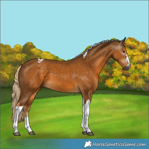Horse Color:Gray Palomino Tobiano 