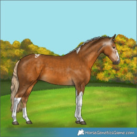 Horse Color:Gray Palomino Tobiano