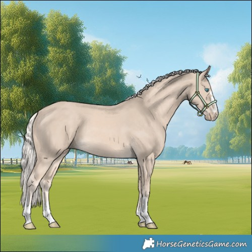 Horse Color:Cremello 