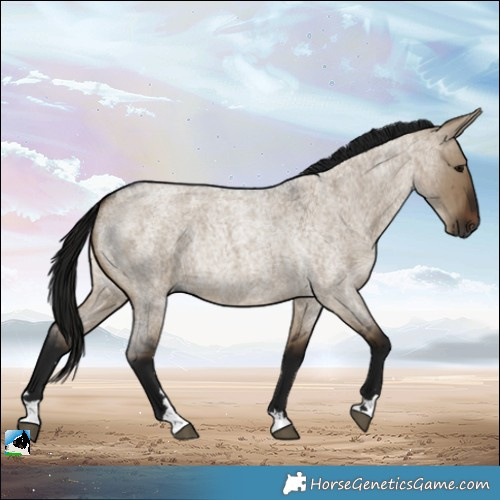Horse Color:Gray Brown Roan Dun Rabicano