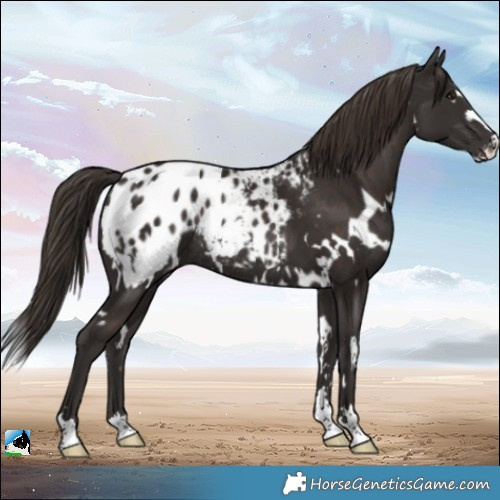 Horse Color:White Spotted Liver Chestnut Appaloosa Rabicano 
