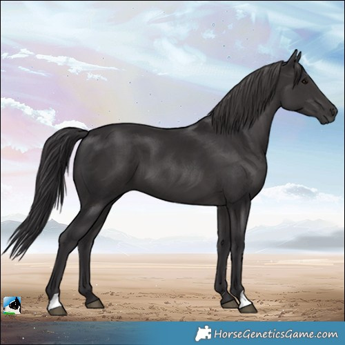 Horse Color:Smoky Black