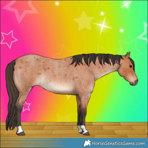 Horse Color:Bay Roan
