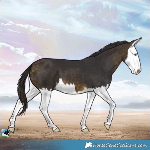 Horse Color:Buckskin Splash Appaloosa