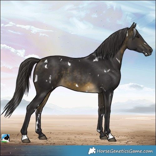 Horse Color:White Spotted Buckskin 