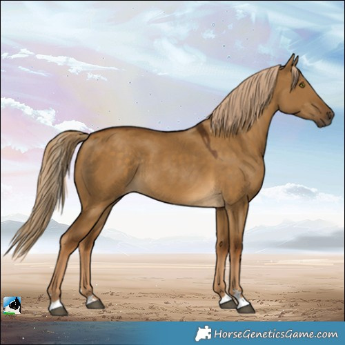 Horse Color:Chocolate Palomino Dun Rabicano 