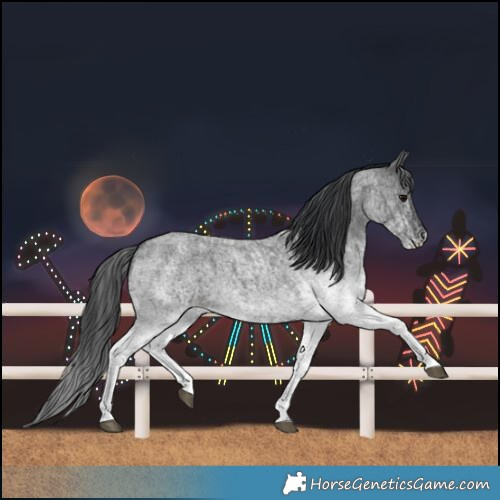 Horse Color:White Spotted Blue Roan Rabicano  and White Spotted Blue Roan Rabicano 