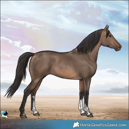 Horse Color:Bay Dun Sabino Rabicano 