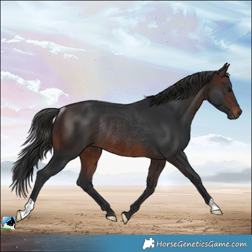 Horse Color:Brown Rabicano