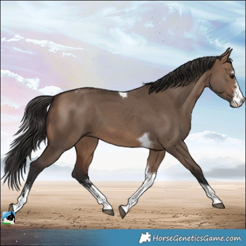 Horse Color:Brown Dun Sabino Tobiano 