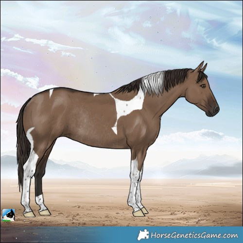 Horse Color:Liver Red Dun Tobiano Rabicano