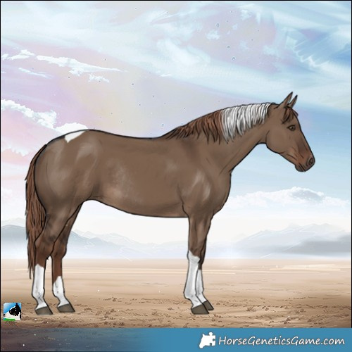 Horse Color:Liver Red Dun Tobiano Rabicano 