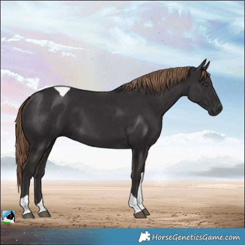 Horse Color:Liver Chestnut Tobiano 