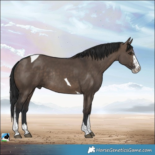 Horse Color:Brown Dun Sabino Tobiano Rabicano