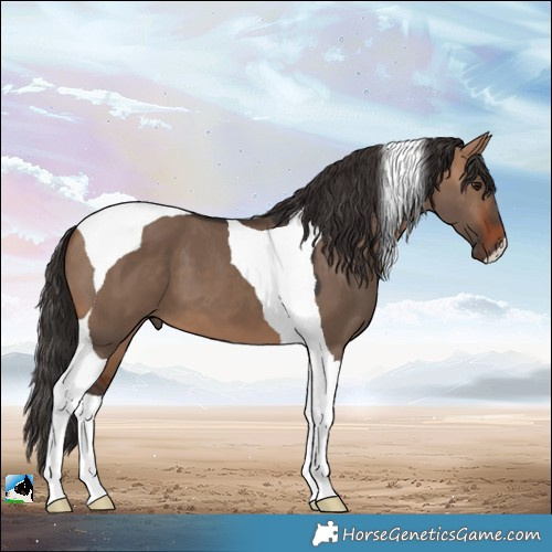 Horse Color:Bay Dun Tobiano