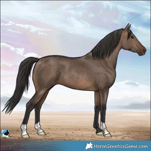 Horse Color:Brown Dun 