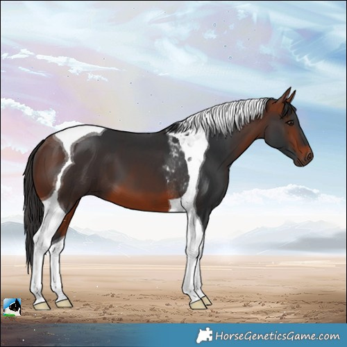 Horse Color:Bay Tobiano 