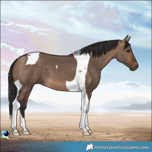 Horse Color:Bay Dun Tobiano 
