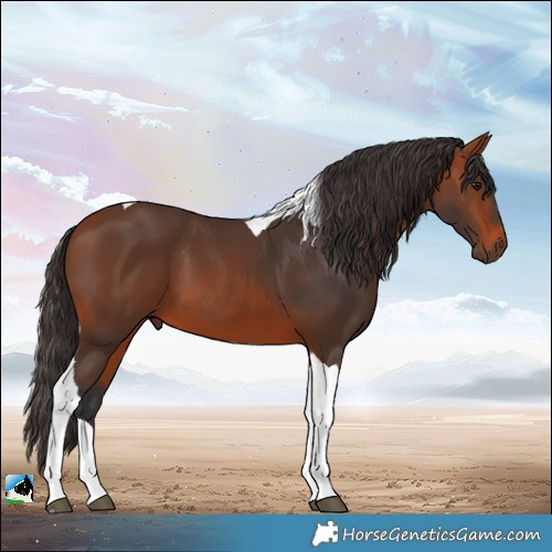 Horse Color:Bay Tobiano