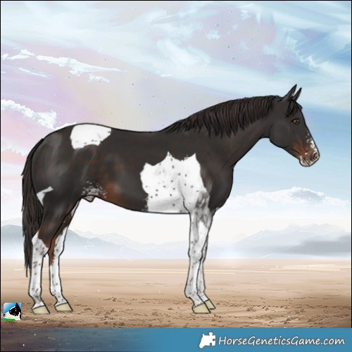 Horse Color:Liver Chestnut Sabino Tobiano 