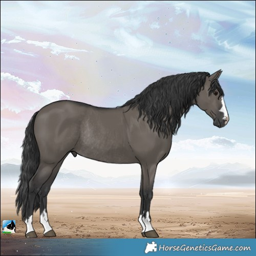 Horse Color:Grullo Rabicano