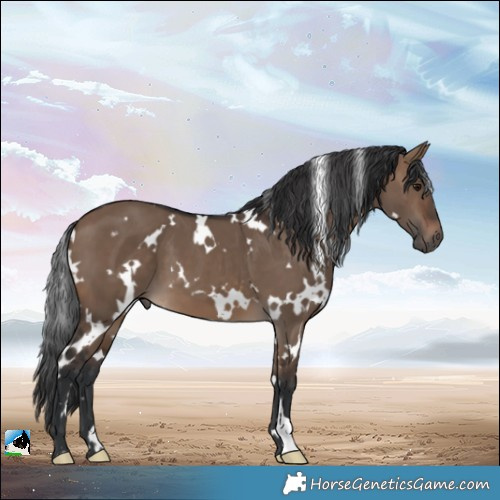 Horse Color:White Spotted Brown Dun 