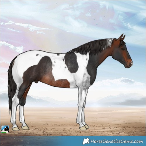 Horse Color:Bay Tobiano Rabicano 