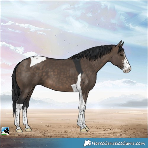 Horse Color:Brown Dun Sabino Tobiano 