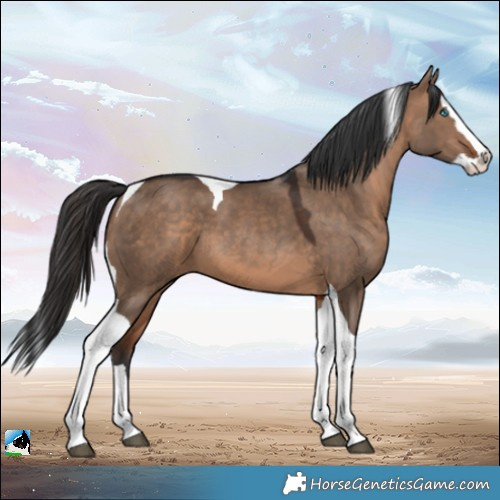 Horse Color:Brown Dun Sabino Splash Tobiano 
