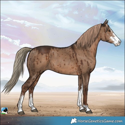 Horse Color:Liver Red Dun Sabino Brindle 