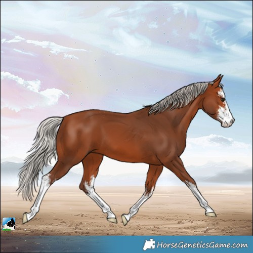Horse Color:White Spotted Silver Bay 