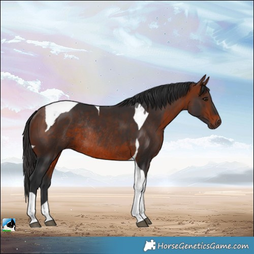 Horse Color:Bay Tobiano Rabicano