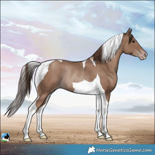 Horse Color:Classic Champagne Tobiano Rabicano 