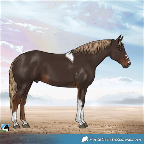 Horse Color:Liver Chestnut Tobiano