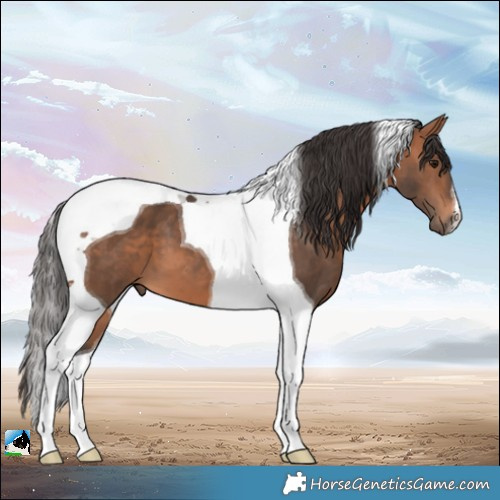 Horse Color:Bay Tobiano 