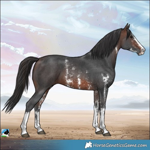 Horse Color:Brown Sabino 
