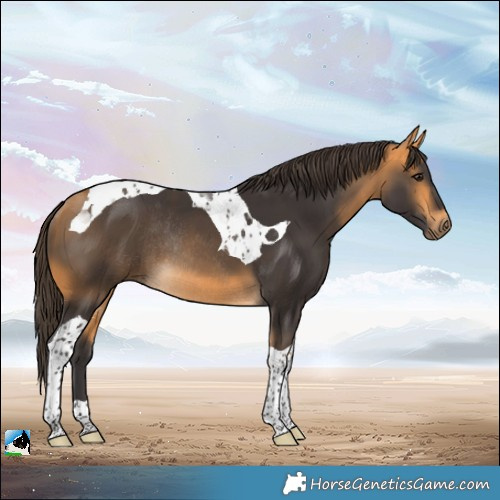 Horse Color:Buckskin Tobiano Rabicano 