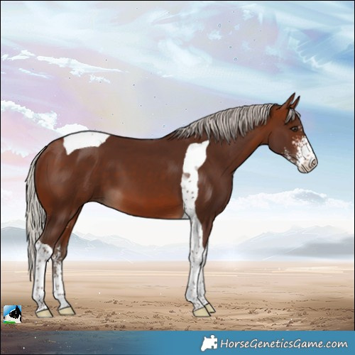 Horse Color:Silver Bay Sabino Tobiano 