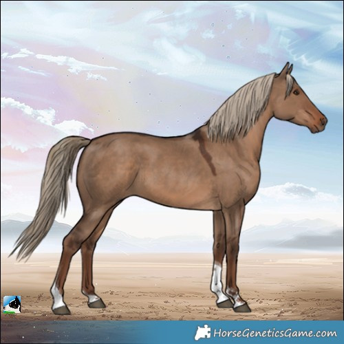 Horse Color:Liver Red Dun Tobiano 