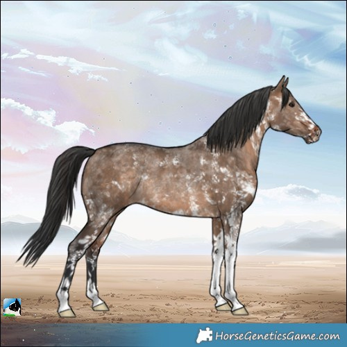 Horse Color:Brown Dun Sabino Rabicano 
