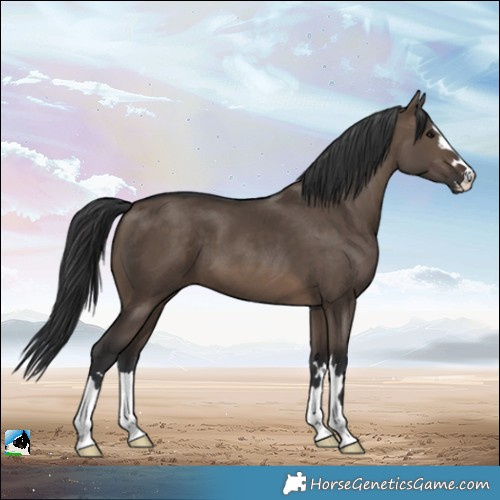Horse Color:Brown Dun 