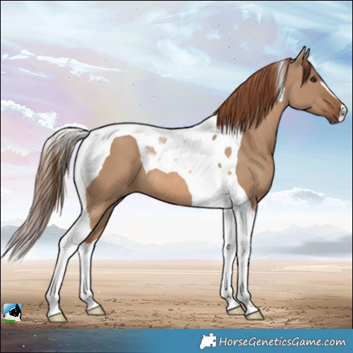 Horse Color:Red Dun Tobiano 