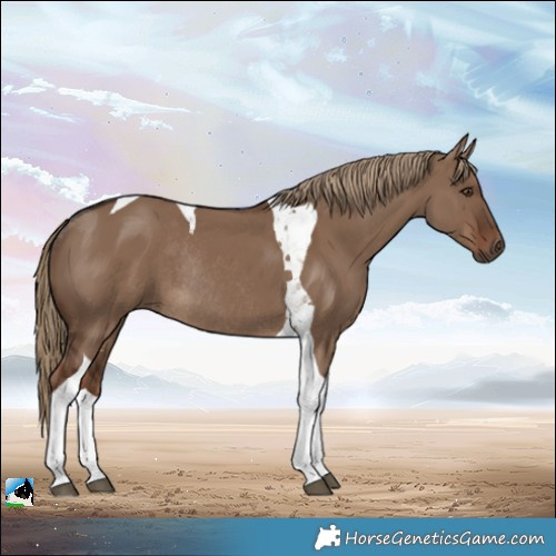 Horse Color:Liver Red Dun Tobiano Rabicano
