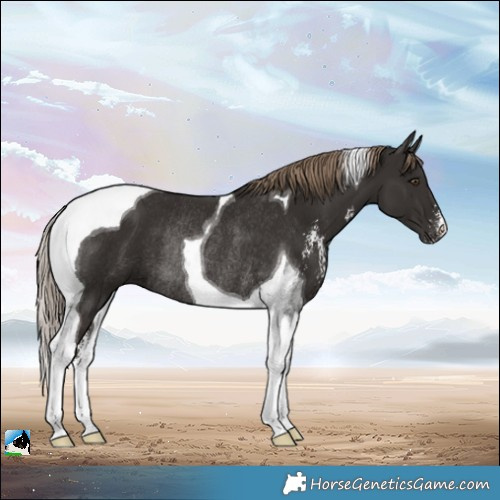 Horse Color:Liver Chestnut Sabino Tobiano Rabicano 