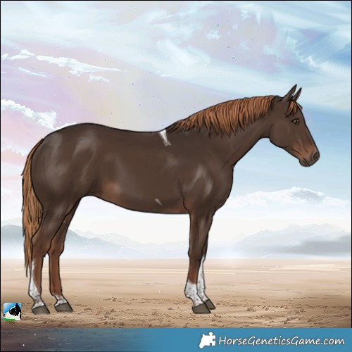 Horse Color:Liver Chestnut Tobiano