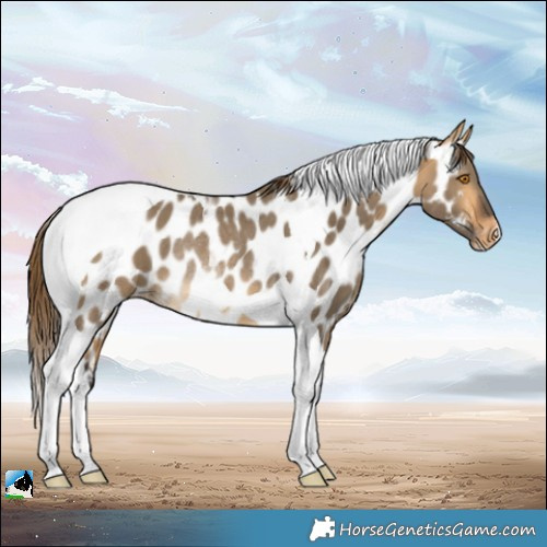 Horse Color:Buckskin Dun Tobiano Appaloosa Rabicano 