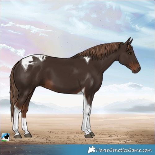 Horse Color:Liver Chestnut Tobiano 